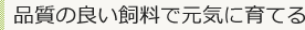 品質の良い飼料で元気に育てる